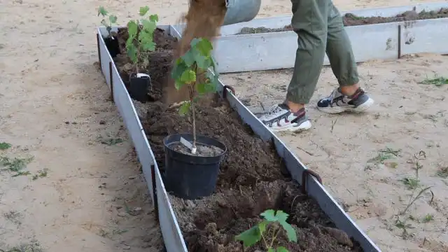 Посадочные ямы под виноград лучше готовить достаточно объёмные – около 80 см в ширину и глубину