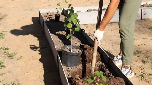 Як правильно розбити виноградник