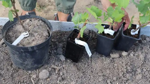 Если вам очень нравится определённый сорт, то не факт, что вам удастся получить урожай на своём участке. Сорта винограда сильно отличаются по срокам созревания и в условиях короткого и холодного лета многие из них просто не успевают вызреть