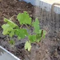 Обильно проливаем каждый саженец 1-2 вёдрами тёплой воды