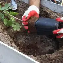 Саженец вместе с корневым комом устанавливается в яме так, чтобы пятка черенка находилась на 35-40 см ниже поверхности земли