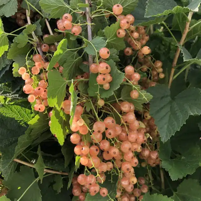 Смородина «Версальская белая»