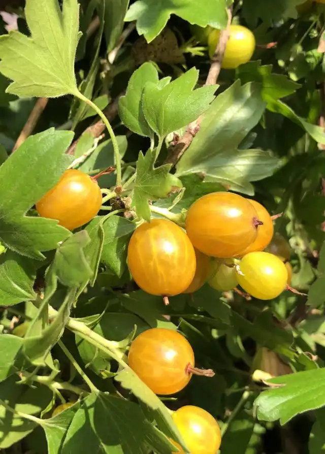 Сорт смородины «Ермак» порадует гурманов своим неповторимым вкусом и ароматом.