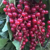 «Длиннокистная» смородина создана для тех, кто любит наслаждаться яркими красками летнего сада