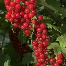 «Сахарная» смородина - один из самых сладких сортов красной смородины