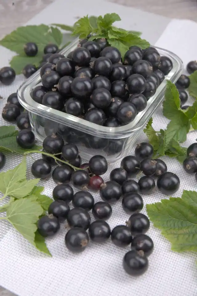 Сорт смородины «Селеченская» ценится за свои высокие гастрономические качества. Ягоды сладкие и ароматные, с лёгкой кислинкой