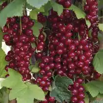 «Красная Андрейченко» смородина отличается среднерослостью (может вытягиваться до 1,5 м)