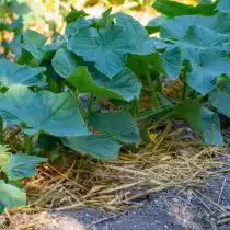 Когда температура почвы достигнет 21°C, уменьшить испарение влаги можно, замульчировав растения органической мульчей