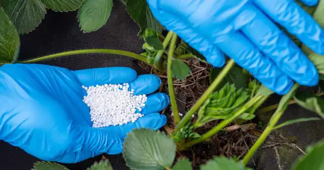 Аминокислоты – это важнейшие органические соединения, участвующие в биохимических процессах растительных организмов на более высоком уровне