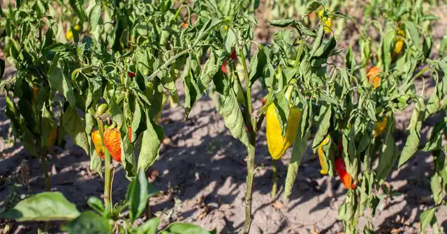 Чем длительнее воздействие неблагоприятных условий на растения, тем сильнее ощущается дефицит аминокислот. А чем сильнее голодание, тем хуже растения переносят стрессы. Такой вот замкнутый круг
