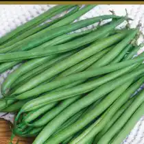 Малахит —раннеспелый сорт спаржевой фасоли кустовой формы