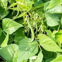 Горох и его родственники: бобы и фасоль