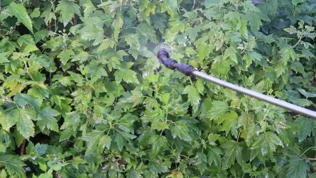 Мучнистую росу на смородине можно вылечить обработкой раствором бордоской жидкости. Это смесь воды, гашёной извести (известковое молоко) и медного купороса