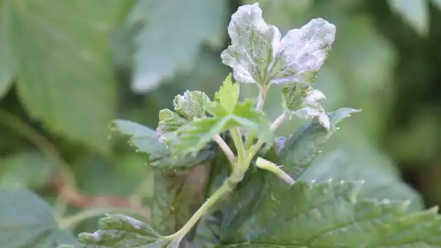 мучнистой росой чаще поражаются растения, находящиеся в стрессовых условиях (засуха, резкие перепады температур, слабая освещённость), и перекормленные азотными удобрениями, например, навозом