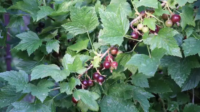 Мучнистая роса – это заболевание, вызываемое несовершенными мучнисторосяными грибами