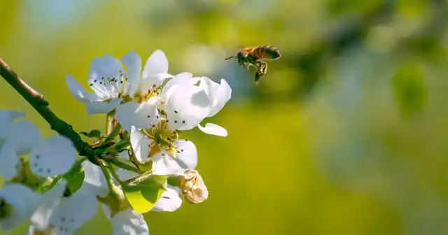 Когда в начале лета деревья не только наращивают зелёную массу, но и начинают формировать плоды, подкормки должны быть и обильными, и разнообразными по составу и способу внесения