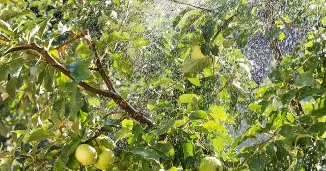 После цветения, в самом начале лета яблоням нужны все питательные вещества. Нам не нужно ограничивать их в азоте, которые нежелателен в больших объемах будет только с середины июля