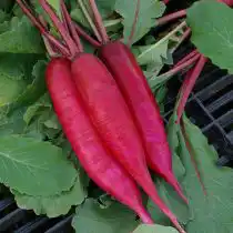 Редис Удача