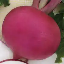Сорт редьки Барыня