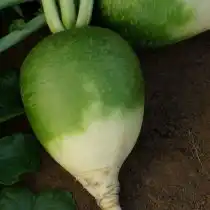 Сорт редьки Хозяюшка