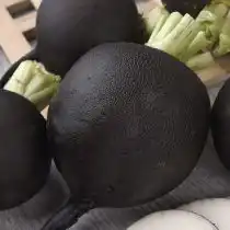 Сорт редьки Ночка