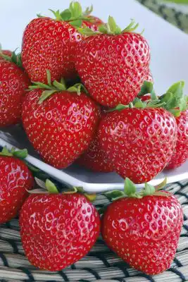 Клубника «Сонсейшн»