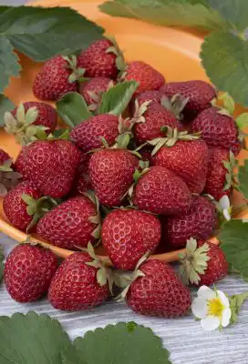 Клубника «Кабрильо»