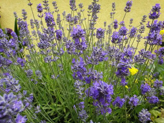 Лаванда узколистная — вечнозеленый и сильно ветвящийся полукустарник зарекомендовал себя при воспалении мочевого пузыря, диарее