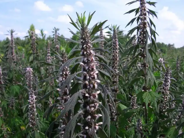 Пустырник применяется для регуляции менструального цикла, при климаксе, неврозе, бессоннице, заболеваниях сердца, в начальной стадии гипертонической болезни