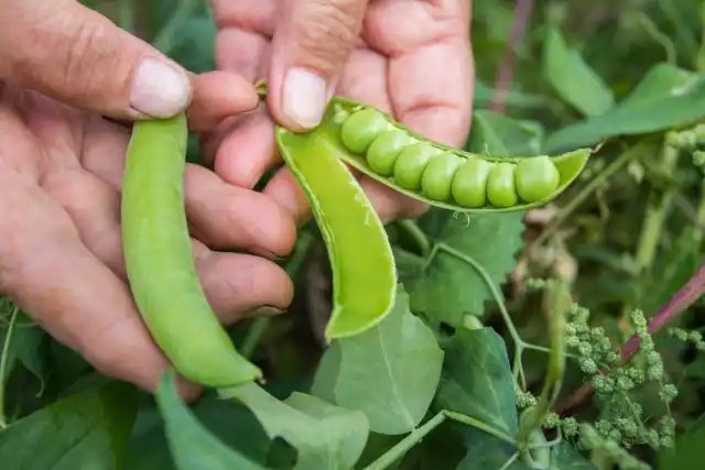 При очень раннем посеве горох бывает готов к уборке уже в июне. Но если посеять его в мае, то пик плодоношения приходится на июль