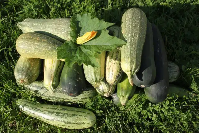 При посеве в начале мая под укрытия вы сможете собрать свои первые кабачки в начале июля