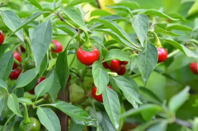 Острый перец можно собирать в любое время — любого размера и цвета — для использования в свежем виде