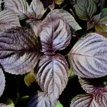 Базилик – однолетнее растение, предпочитающее солнечные участки и плодородную влажную почву