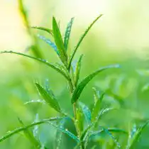 Эстрагон, или тархун