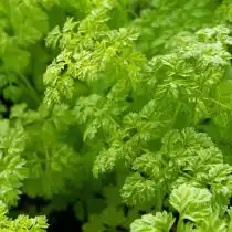 Кервель ароматный