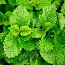 Мелисса лимонная – удобный и не требовательный житель контейнерного сада