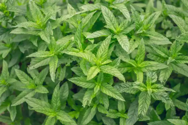 Мята – оптимальная неприхотливая многолетняя пряность для контейнерного выращивания