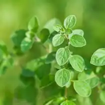 Орегано, или душица, – довольно популярное и многолетнее растение для придания аромата мясу, соусам, запеканкам и супам