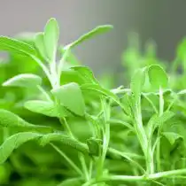 Шалфей – отличная приправа для птицы и супа. Предпочитает влажную почву с хорошим дренажом и солнечные участки