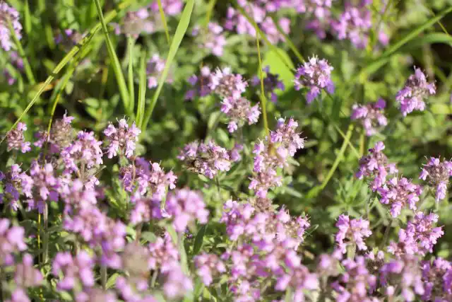 Тимьян – неприхотливое растение, но предпочитает почву с хорошим дренажом и солнечные участки