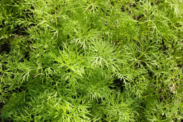 Укроп – универсальная однолетняя неприхотливая пряность. Довольно капризно в уходе. Предпочитает хорошо освещенные места, но повышение температуры способствует вытягиванию и цветению