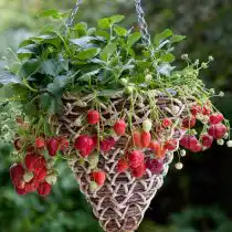 Выращивание клубники в контейнерах