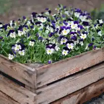 Деревянные контейнеры добавляют садовому ландшафту естественность. Такие контейнеры прочны и выдерживают воздействие различных климатических условий