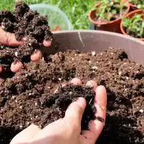 В контейнерном садоводстве почвенная среда имеет решающее значение для роста и развития растения