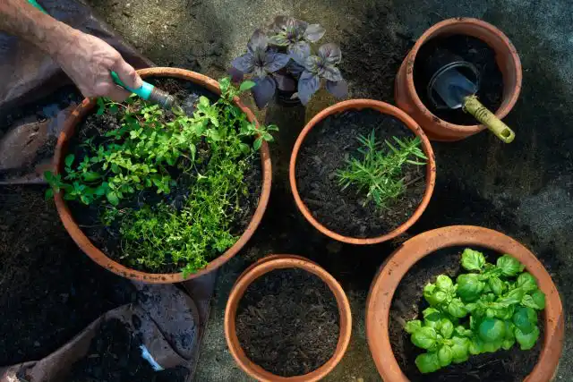 Используя контейнеры, значительно проще сохранить больше влаги или, наоборот, сделать лучший дренаж