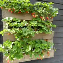 Забор, перила, наружные стены или участки – все это полезное пространств для создания контейнерного сада