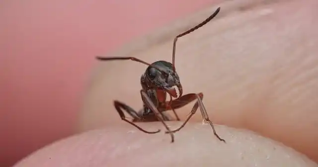 Отдельные особи или сразу большое их количество наблюдается там, где хранятся продукты или вы принимаете и готовите пищу