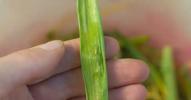 Луковая муха за один сезон может появляться в 2-3-х поколениях