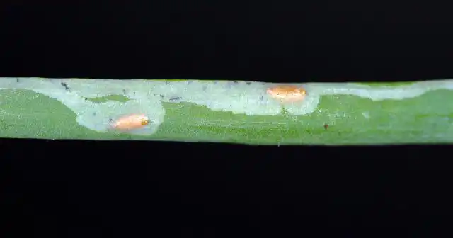 Луковая муха – вредитель, уничтожающий облюбованные растения после поражения.