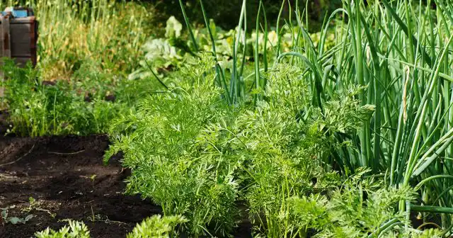 Самки редко откладывают яйца на сухую, рыхлую почву.